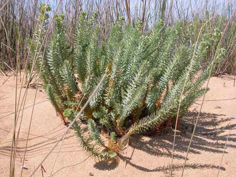 Euphorbia paralias o pithyusa ?